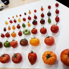 すうりもん　自然科学実験教室／算数・理科教室（学習塾）　東久留米市の画像