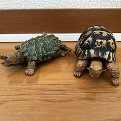 ガチャガチャ　生き物図鑑カメセット