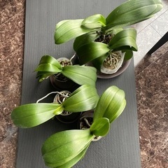 胡蝶蘭　花終わり　五株