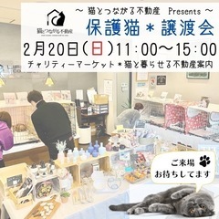 福岡の保護猫♡譲渡会！たくさんやってきます♪