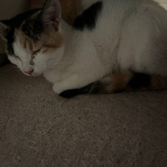 至急里親募集