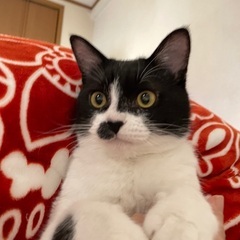 去年夏頃保護