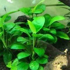 アヌビアスナナ