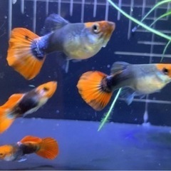 [UniGuppy] コイ丹頂ショートボディ　　１ペア　#グッピー