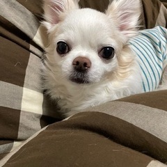 犬友達募集
