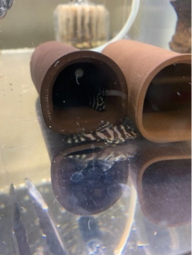 純血の血統キンペコ ペアー＋α