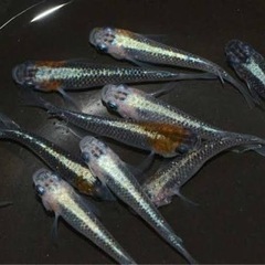 光鱗紅白メダカの卵or幹之メダカの卵orオーロラ黄ラメ体外光or深海メダカ20個の画像