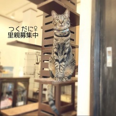 毛づくろいしてくれる女の子 - 猫