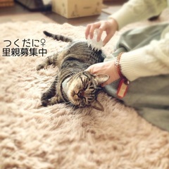 毛づくろいしてくれる女の子 − 兵庫県