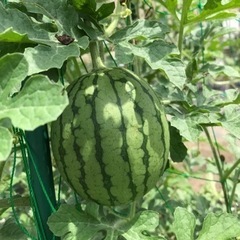 🍅サポート付きレンタル畑【ちょこっと農業】岸和田南農園3月オープン🍅の画像