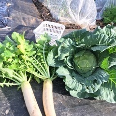 🍅サポート付きレンタル畑【ちょこっと農業】岸和田南農園3月オープン🍅の画像