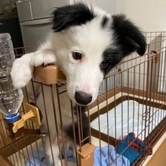 犬用サークル