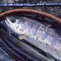 🐟🐟🐟🐟やまめ　あゆ🐟　　の　会🐟🐟🐟🐟🐟