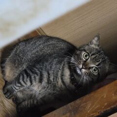 洋猫風❤大人しい性格のキジトラ「やま」くん！ - 里親募集
