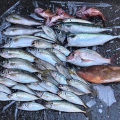 小浜、若狭湾　マイボート釣り仲間募集 - 京都市