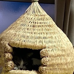猫ちぐら