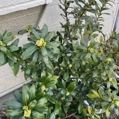 【開花期に入ったため一時停止】沈丁花《白》4,5年ものの画像
