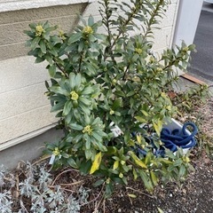 【開花期に入ったため一時停止】沈丁花《白》4,5年ものの画像