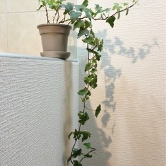 観葉植物　へデラヘリックス・グレーシャー（アイビー）　70cm　...