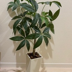 パキラ　観葉植物＊