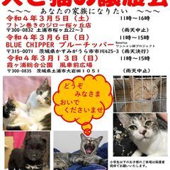 ３月６日犬と猫の譲渡会　Renatusワンニャン絆プロジェクト