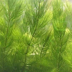 マツモ　水草