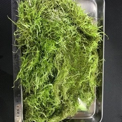 ウォーターローン