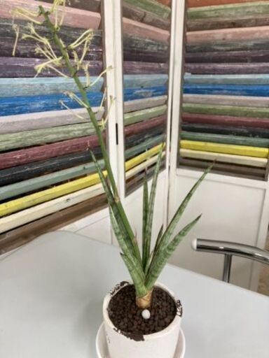 サンセベリア　シルバーニンファ　観葉植物