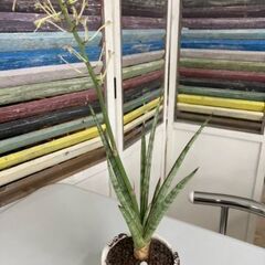 サンセベリア　シルバーニンファ　観葉植物