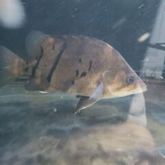 引取/ダトニオプラスワン±20 熱帯魚 ダトニオ