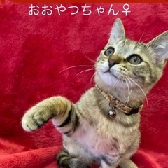 可愛い兄妹猫　
