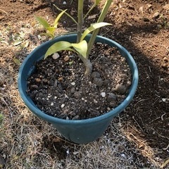 黄金柑3年生鉢植え苗