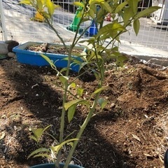 黄金柑3年生鉢植え苗の画像
