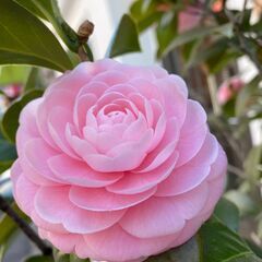 【表参道】3/5・3/7・3/8・3/9・3/10・3/11・3...