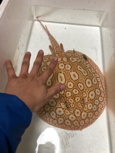 アルビノクロコ　約34センチ　引き取り個体