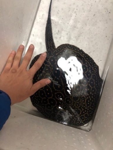 淡水エイ　引き取り個体　激安