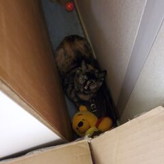 クロネコちゃんの里親募集