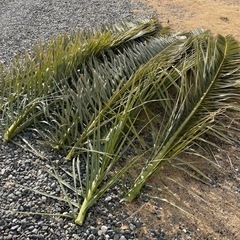 椰子の葉
