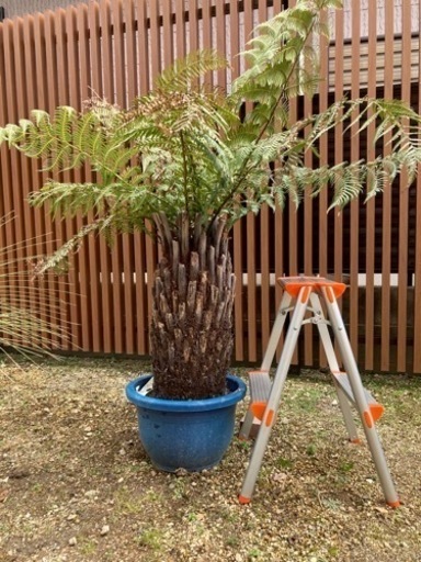 ディクソニアアンタクルティカ　極太