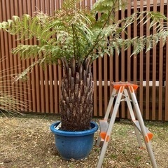 ディクソニアアンタクルティカ　極太