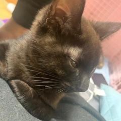 里親探してます。