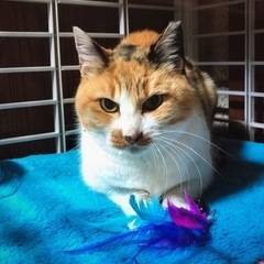 三毛猫　推定5歳以上　トライアル予定決まりました