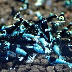 【10尾】ブラックシャドーシュリンプの画像