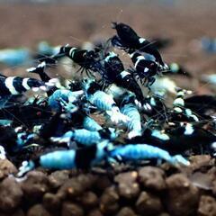 【10尾】ブラックシャドーシュリンプの画像