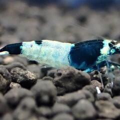 【10尾】ブラックシャドーシュリンプの画像