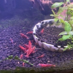 レッドチェリーシュリンプ（2）の画像