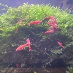 レッドチェリーシュリンプ（2）の画像