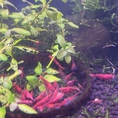 レッドチェリーシュリンプ（2）の画像