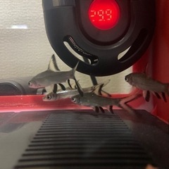 (決まりました！)シルバーシャーク×4 水槽セット