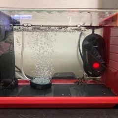 (決まりました！)シルバーシャーク×4 水槽セットの画像